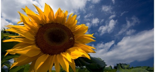 20070814182513_sunflower.jpg 20070814182513_sunflower.jpg