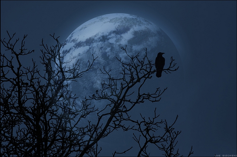 The crow