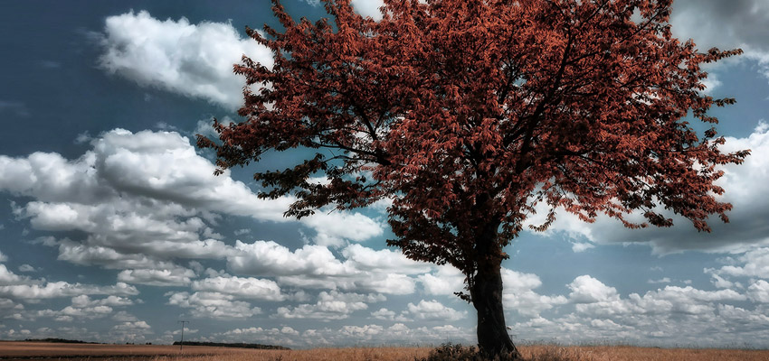 autumntree3 autumntree3