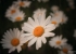 flower1